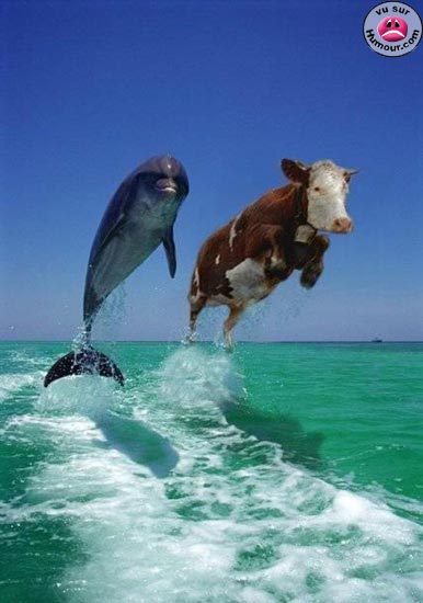 08- petit article dédié aux vaches => mes meilleures amies ...